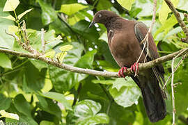 Plain Pigeon