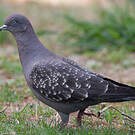 Pigeon tigré