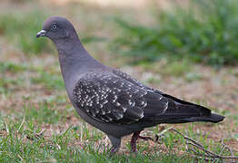 Spot-winged Pigeon