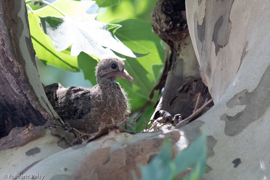 Spot-winged PigeonPoussin