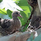 Pigeon tigré