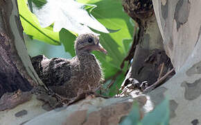 Spot-winged Pigeon