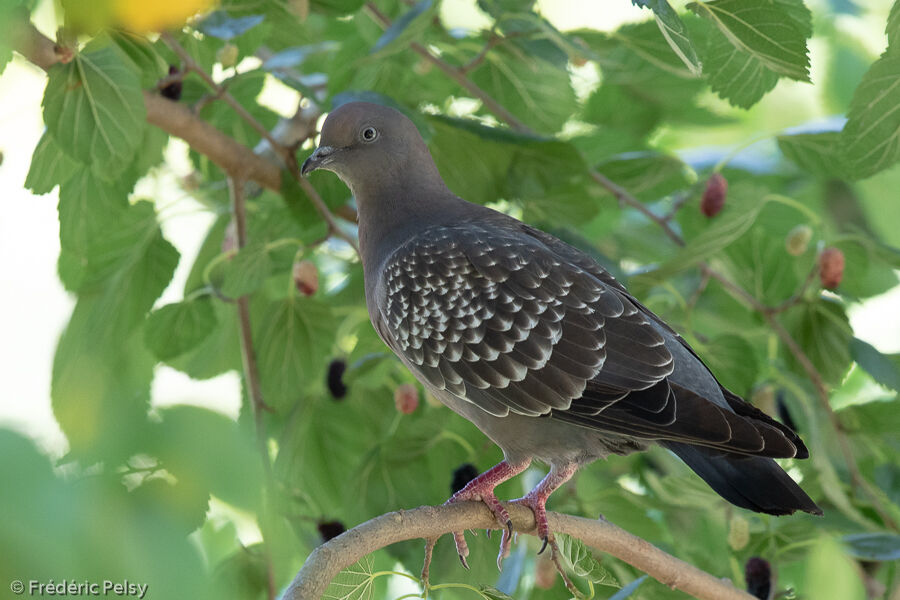 Pigeon tigréadulte