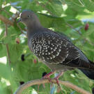 Pigeon tigré