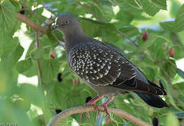 Spot-winged Pigeon