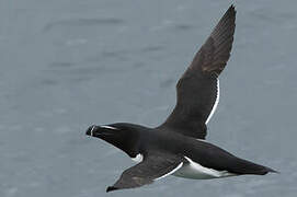 Razorbill