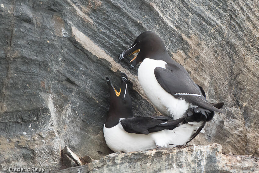 Razorbill 