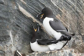 Razorbill