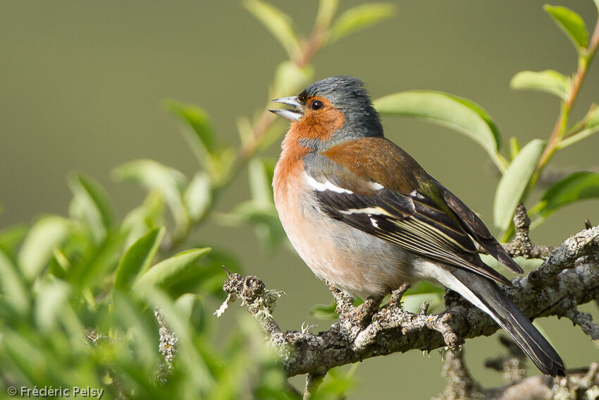 Eurasian Chaffinch male