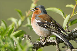 Common Chaffinch