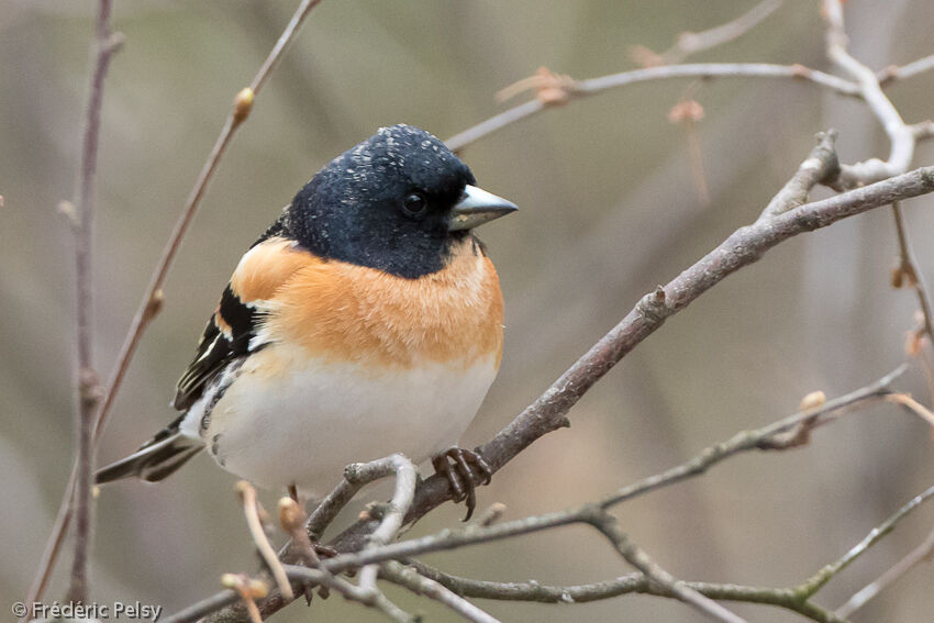 Brambling male adult