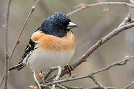 Brambling