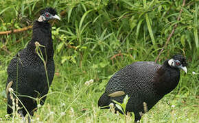 Southern Crested Guineafowl