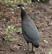 Southern Crested Guineafowl