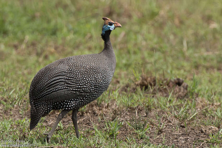 Helmeted Guineafowladult, identification