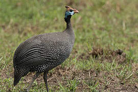 Helmeted Guineafowl