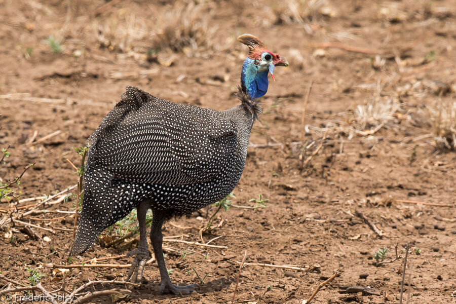 Helmeted Guineafowl