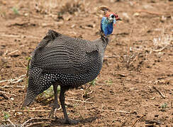 Helmeted Guineafowl