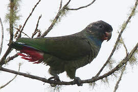 Red-billed Parrot