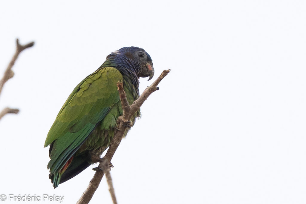 Blue-headed Parrot