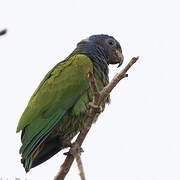 Blue-headed Parrot