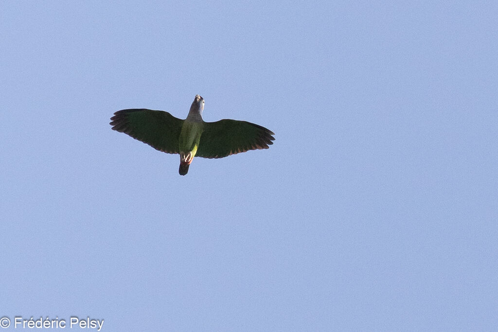 Blue-headed Parrot, Flight