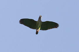 Blue-headed Parrot