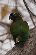 Scaly-headed Parrot