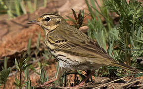 Olive-backed Pipit