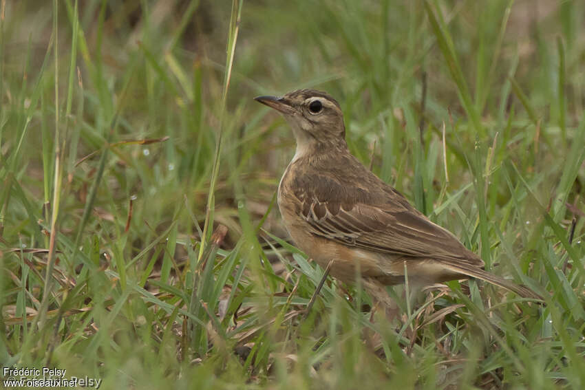 Plain-backed Pipitadult, identification