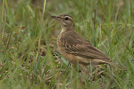 Plain-backed Pipit