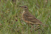 Pipit à dos uni