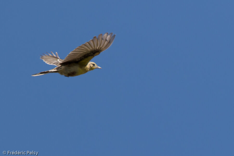 Pipit à gorge jauneadulte, Vol