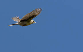 Yellow-breasted Pipit