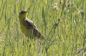 Yellow-breasted Pipit