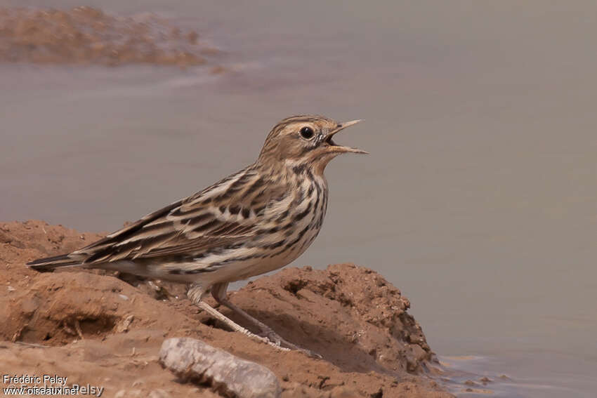 Pipit à gorge rousse femelle 2ème année, identification, chant