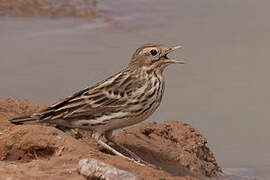 Red-throated Pipit