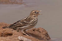 Pipit à gorge rousse