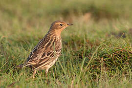 Red-throated Pipit