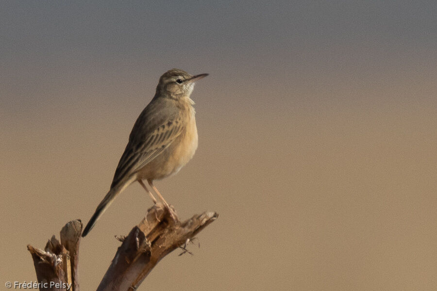 Long-billed Pipit