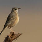 Pipit à long bec