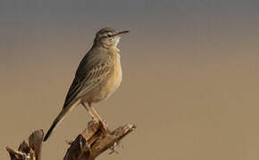 Long-billed Pipit