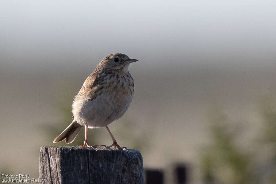 Pipit à plastronadulte, portrait