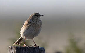 Pipit à plastron