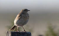 Pipit à plastron