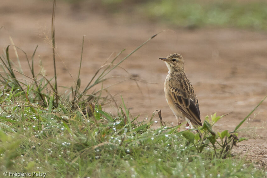 African Pipit