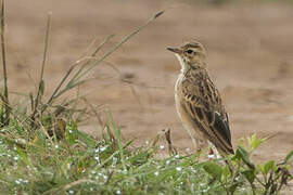 African Pipit