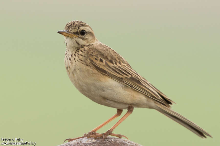 Pipit africainadulte, identification