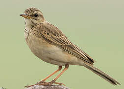 African Pipit