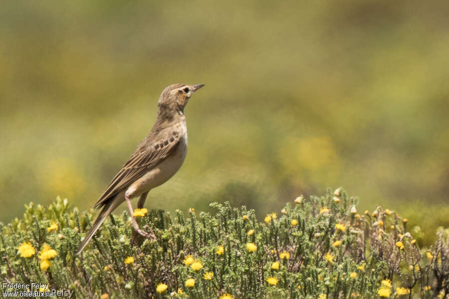 Mountain Pipitadult, identification